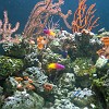 Aquarium15